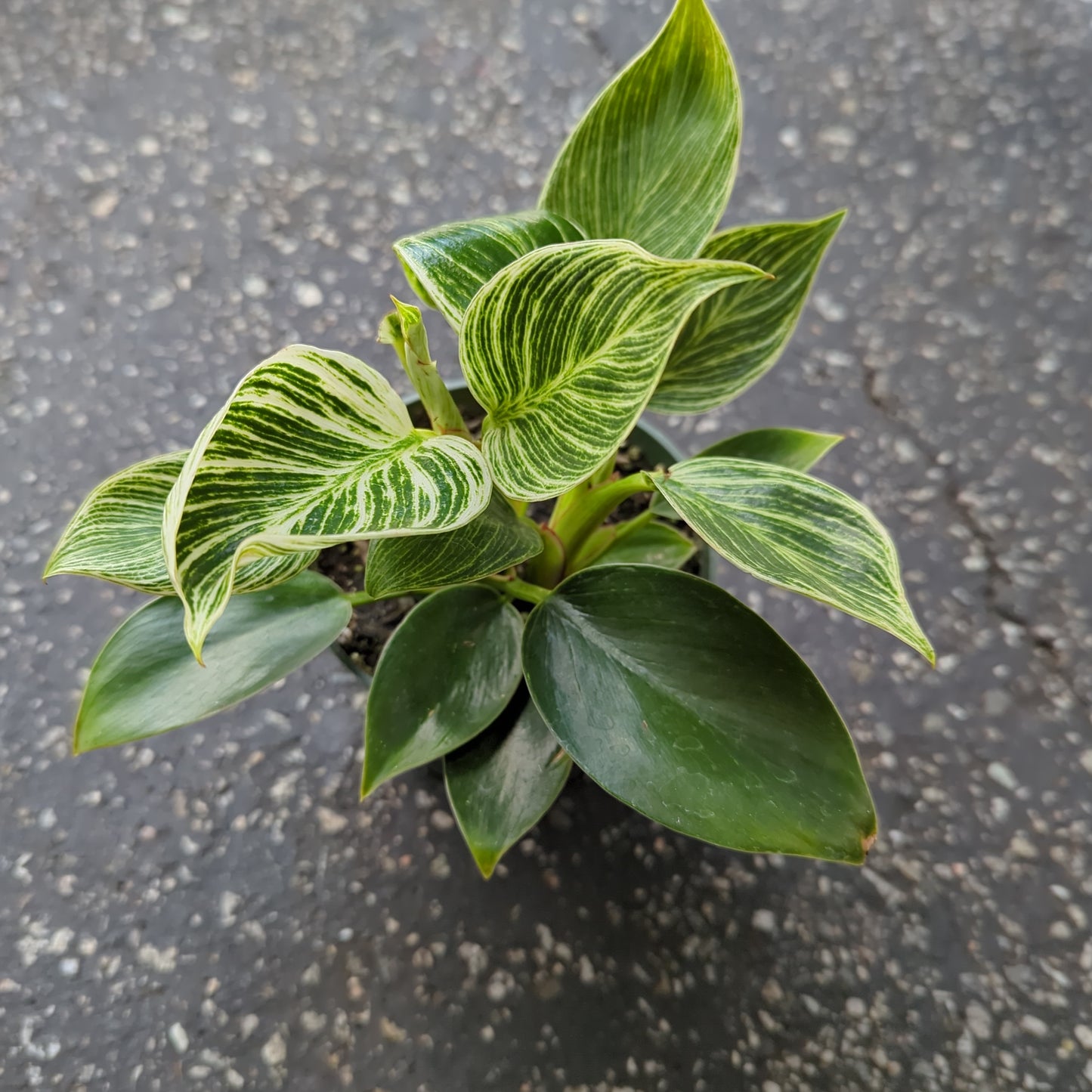 Philodendron Birken