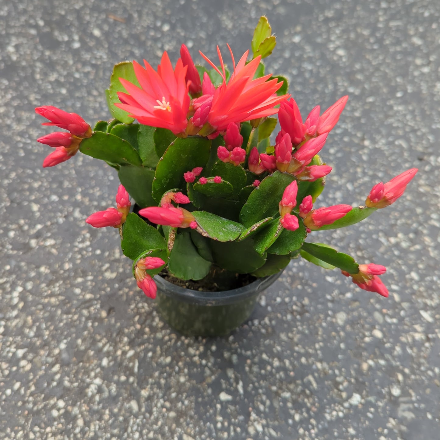 Spring Cactus