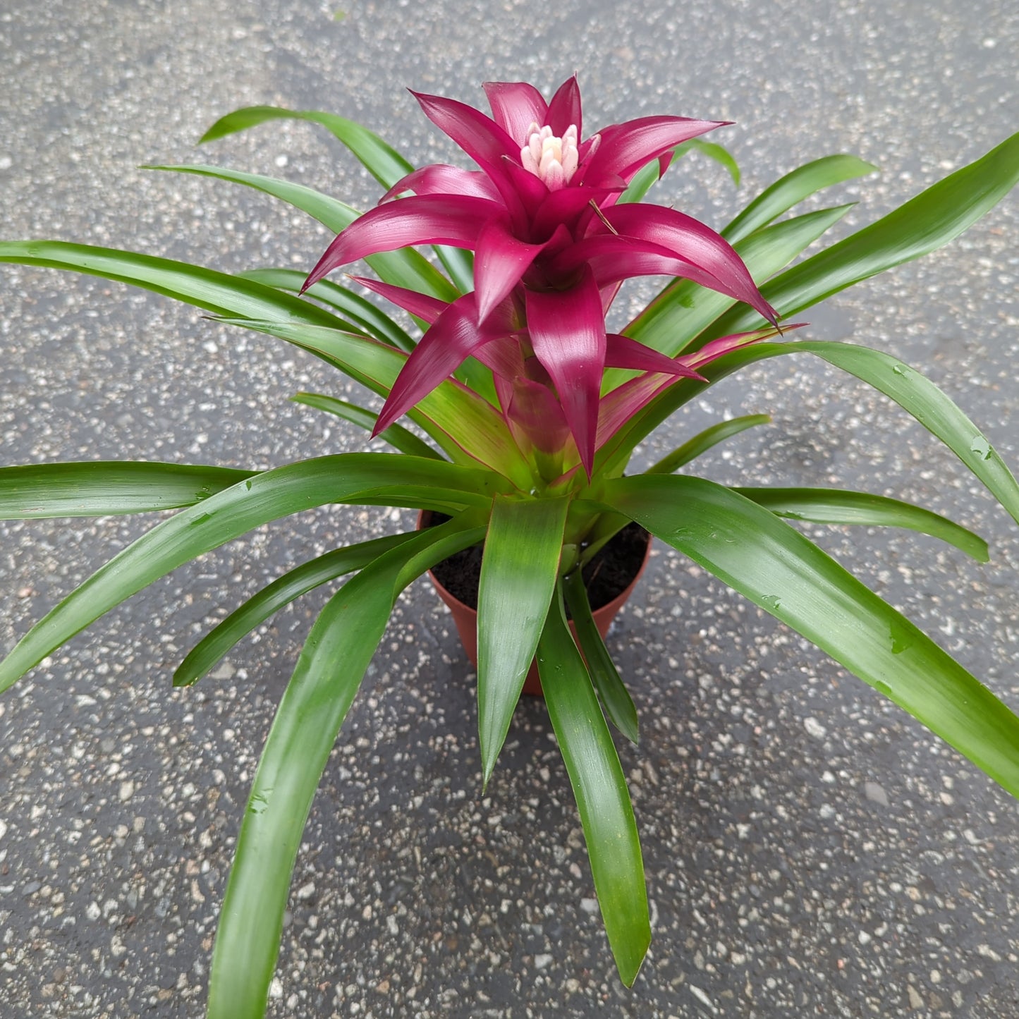 Guzmania Hybrid-Purple