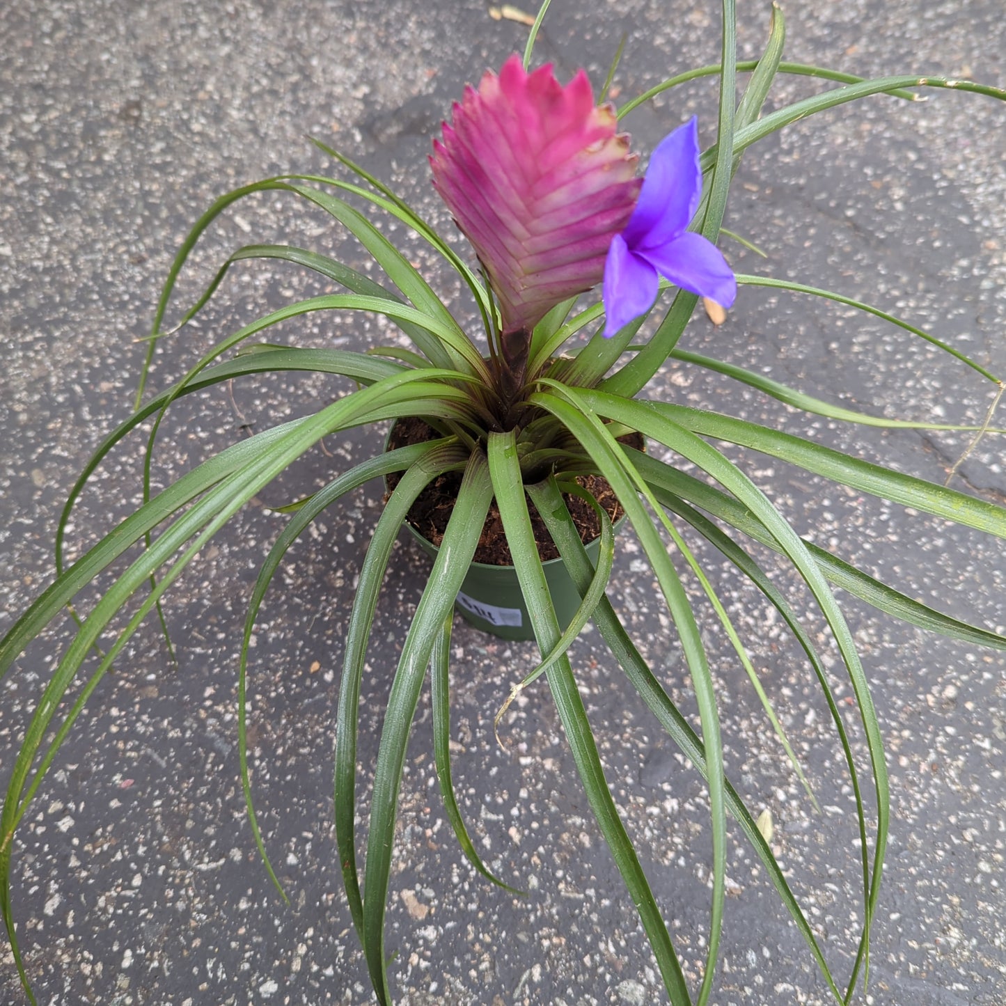 Tillandsia Cyanea