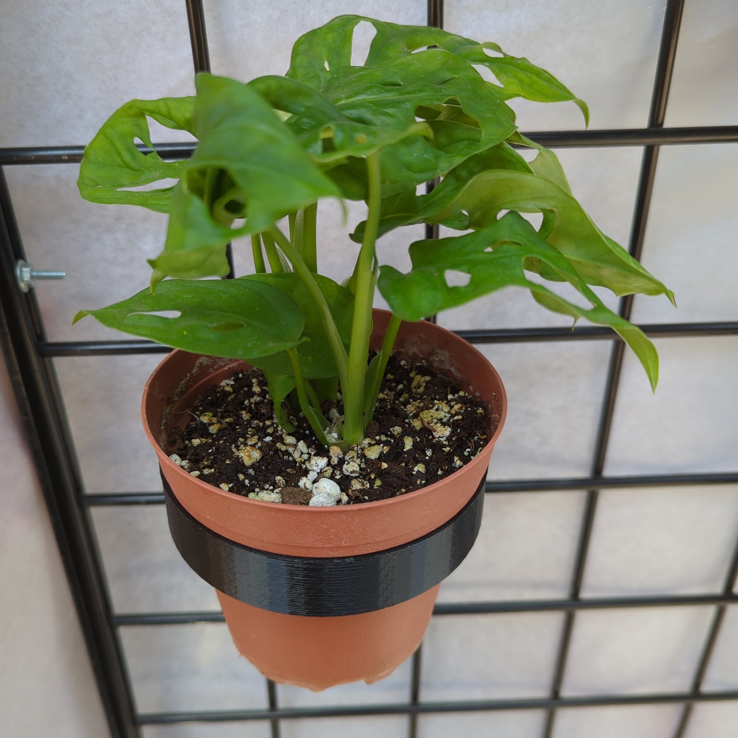 Grid Wall Plant Hanger