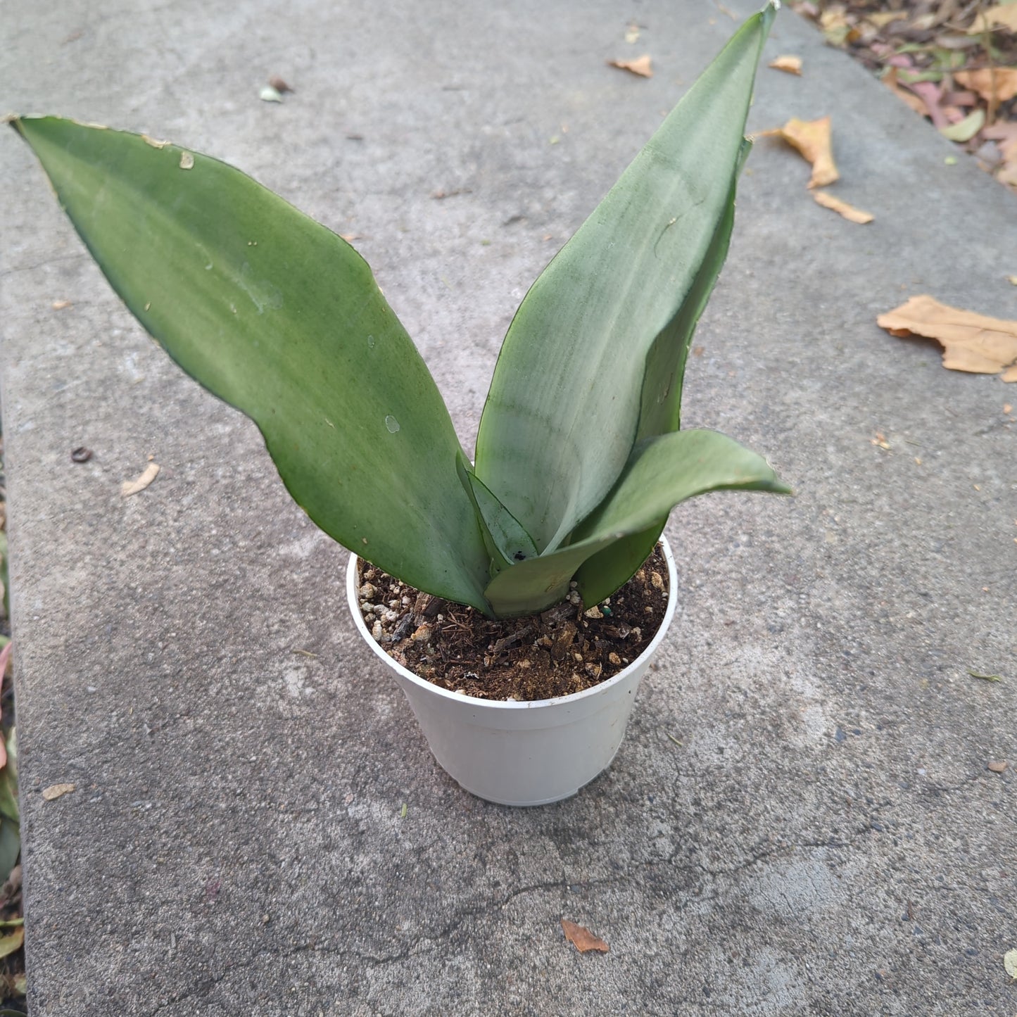 Sansevieria / Snake Plant