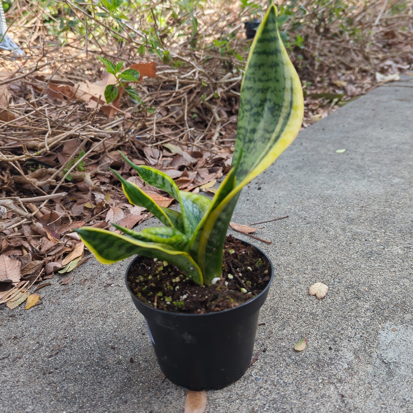 Sansevieria / Snake Plant
