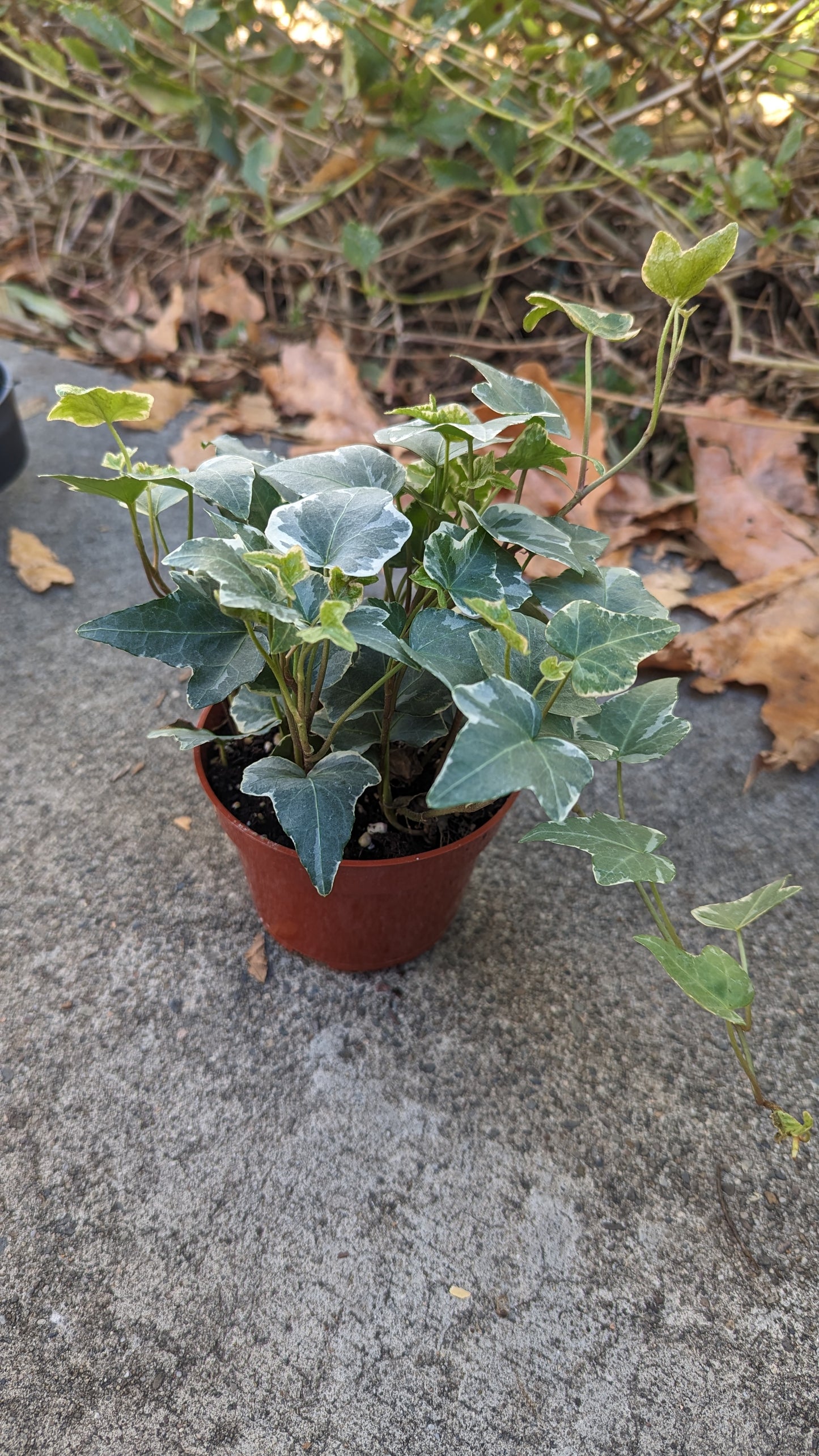 Ivy, Green California