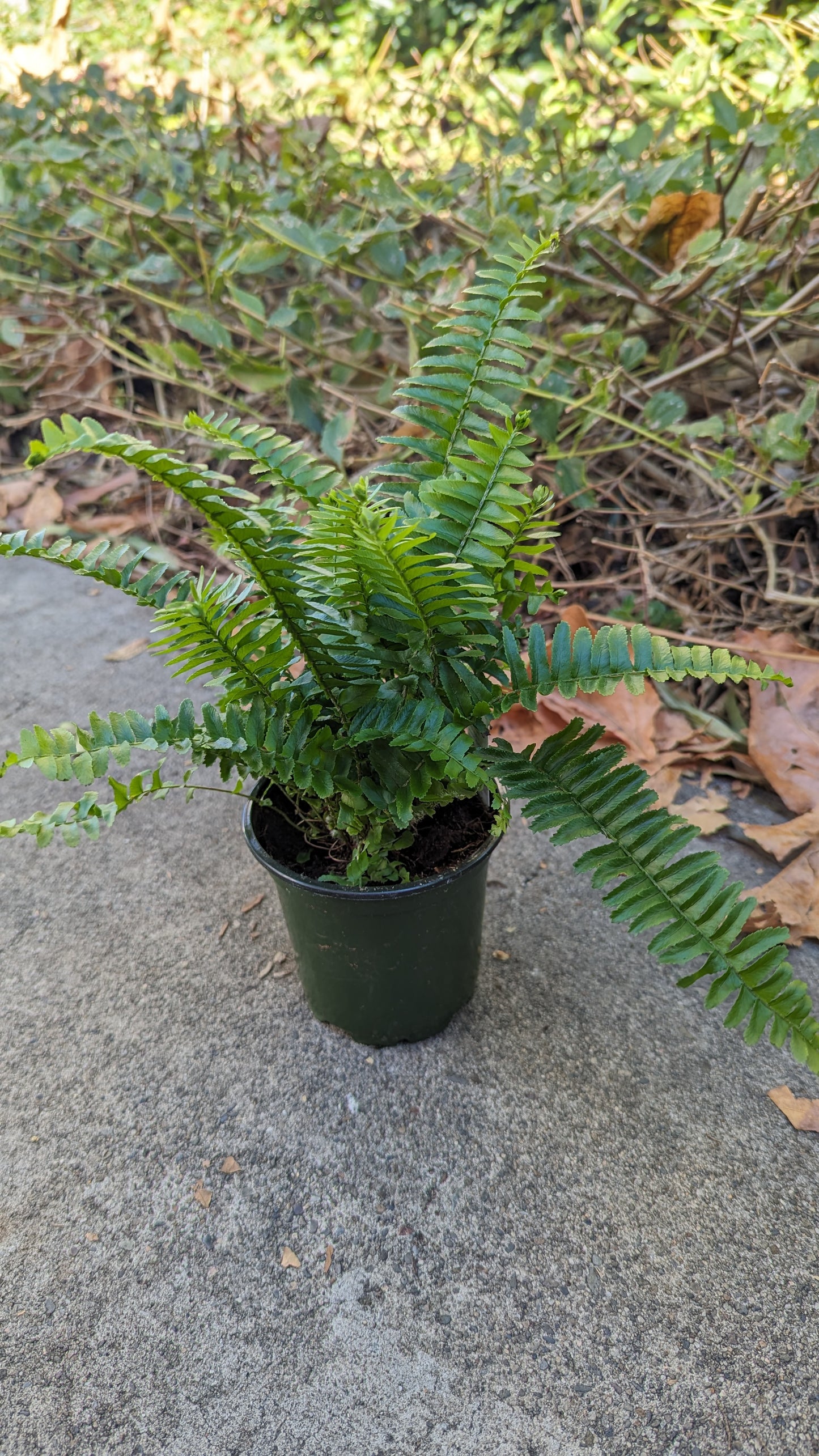Fern