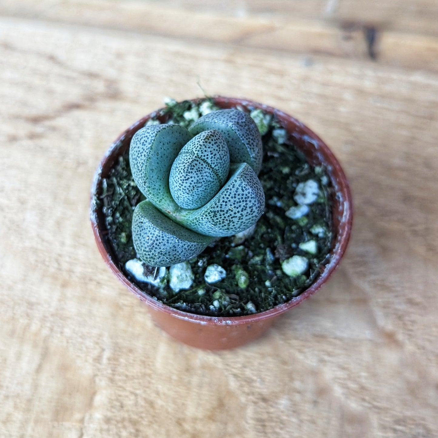 Pleisopsis Nelii 'Split Rock'