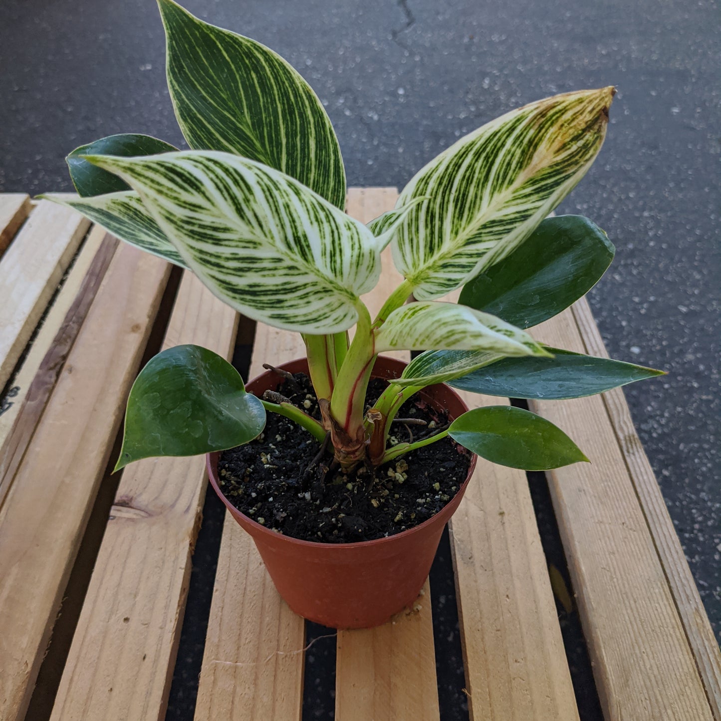 Philodendron Birken