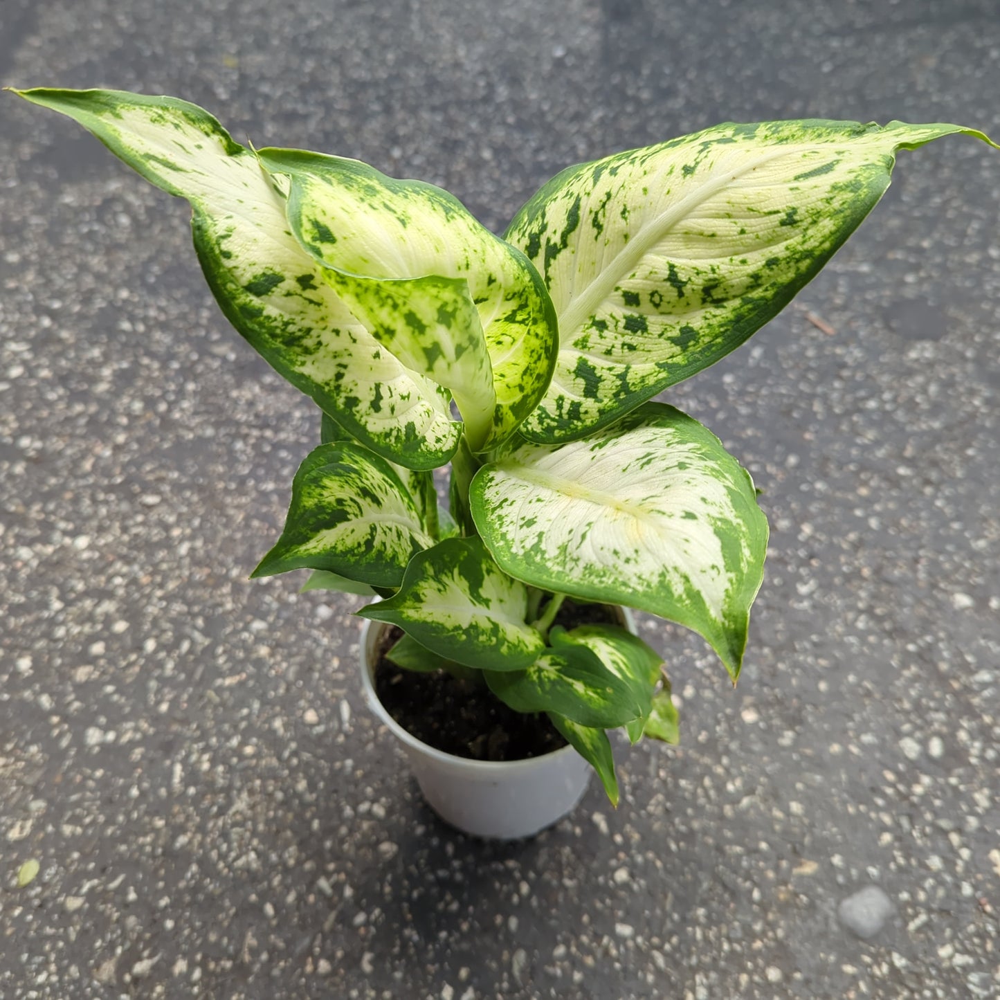 Dieffenbachia