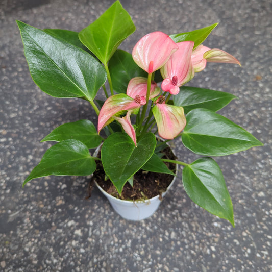 Anthurium
