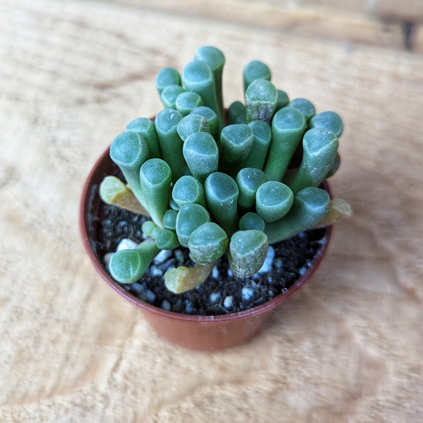 Fenestraria 'Baby Toes'