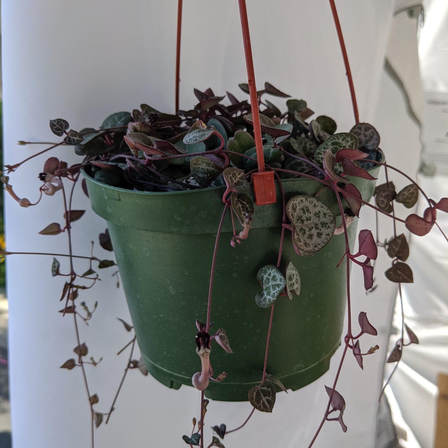 Ceropegia 'String of Hearts'
