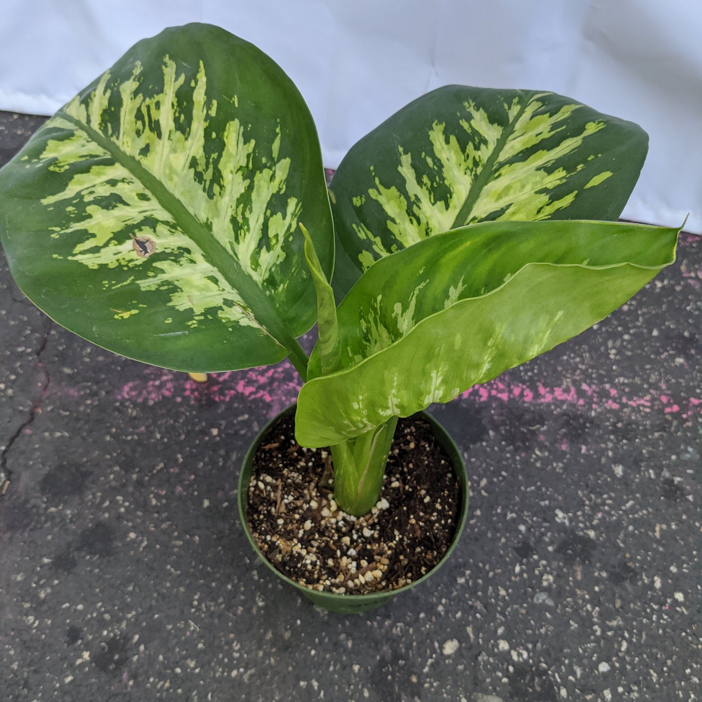 Dieffenbachia