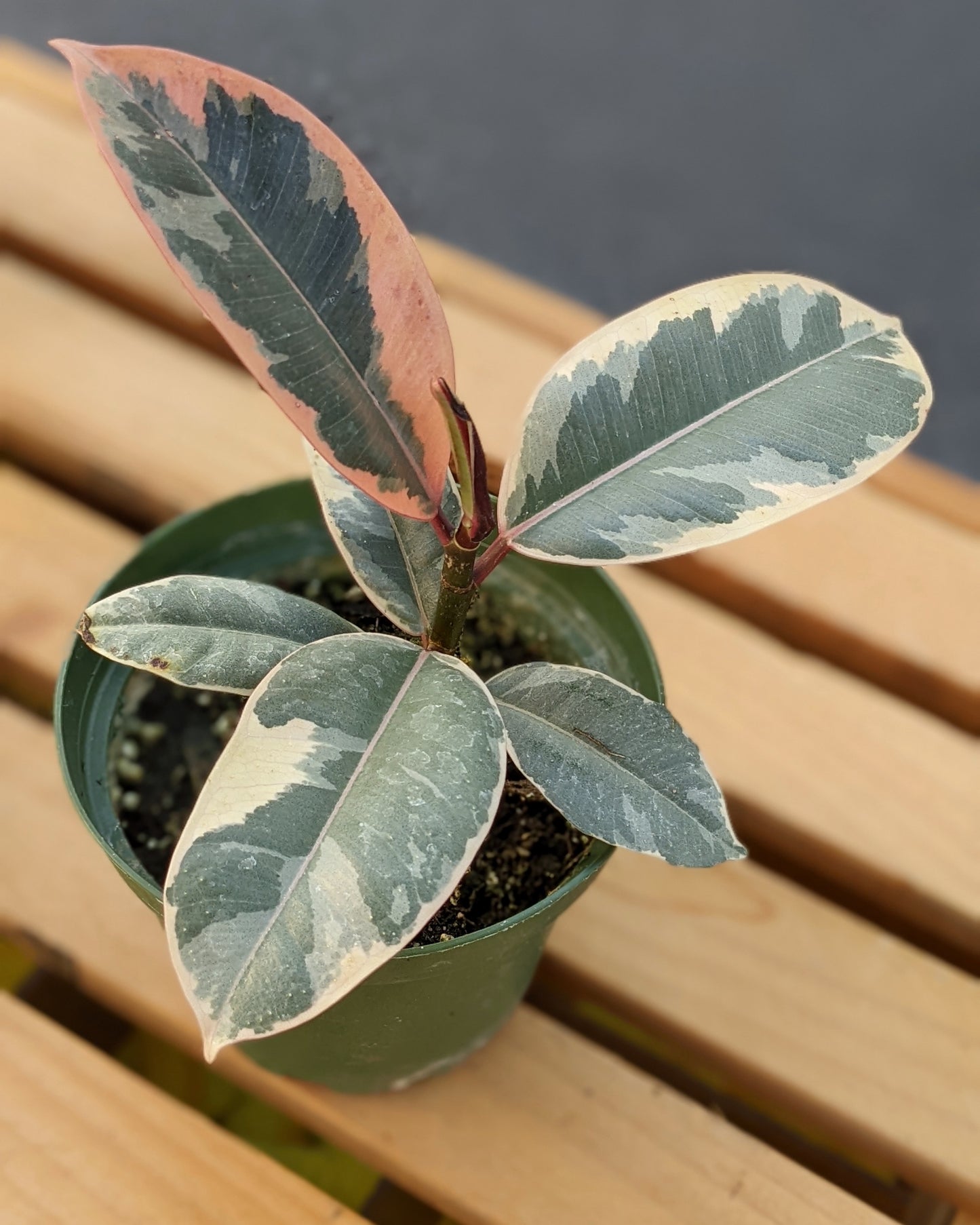Ficus Decora / Rubber Fig