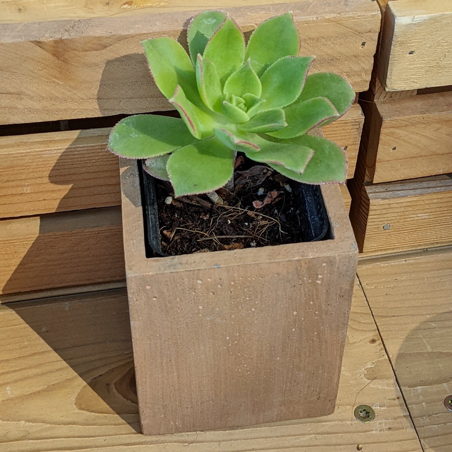Tall Self Watering Concrete Pot **Clearance**