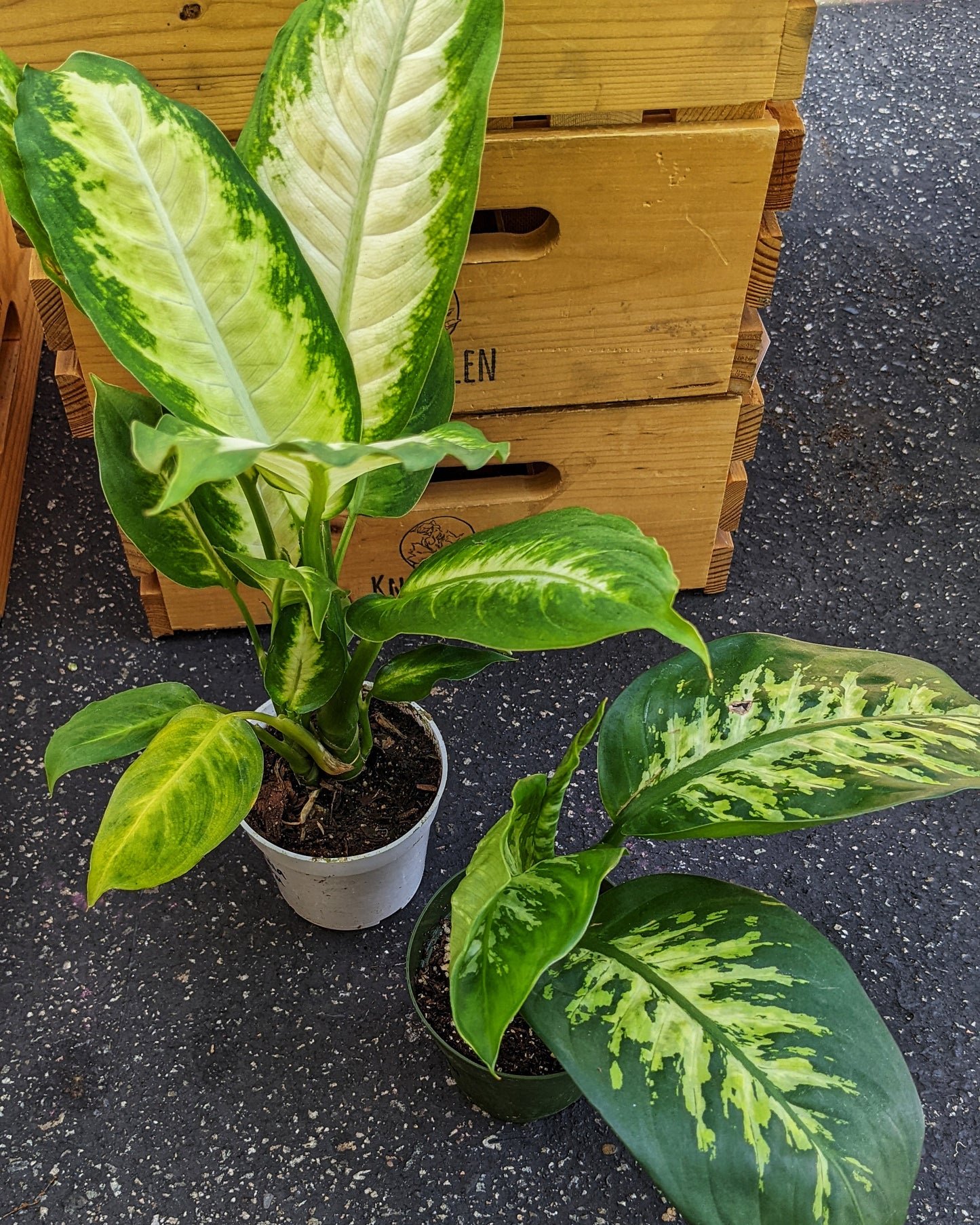 Dieffenbachia