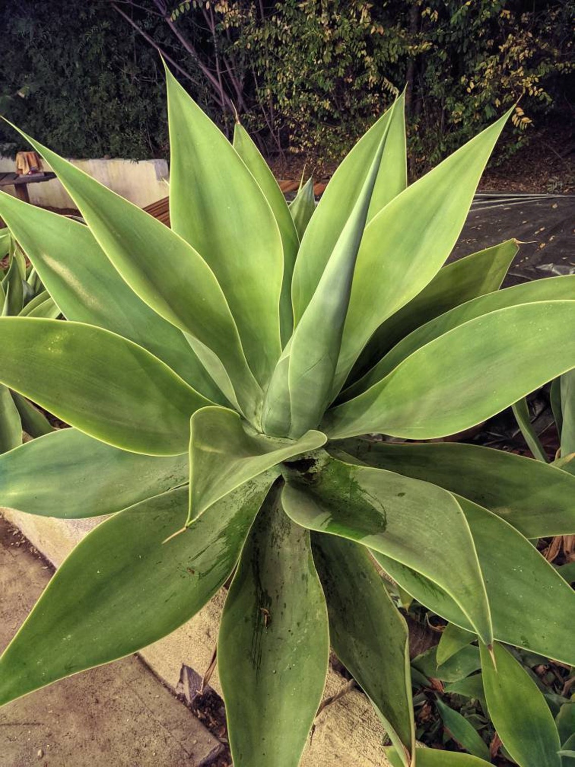 Agave Attenuata (Foxtail) Live Plant - Large